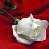 mayacruz